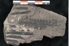 Foto (Detailansicht) von Asterocarpus meriani Br. (NHMW-GEO-2024-0188-10497)